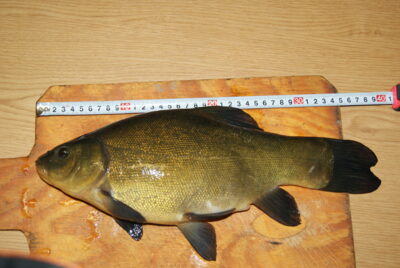 Lynas, 1,0 kg — Zalvys