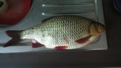 Paprastoji raudė, 0,5 kg