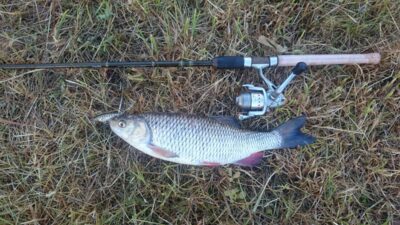 šapalas, 1,5 kg — Šešupė