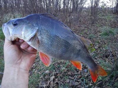 Ešerys, 0,8 kg