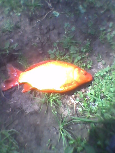 Auksinis karosas, 0,2 kg