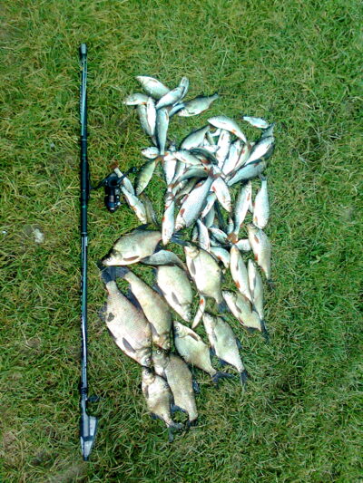 Karšis, 6,0 kg — Čičirys