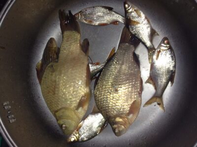Auksinis karosas, 1,2 kg — Balsys