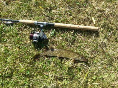 Lydeka, 0,5 kg — Šalčininkų II-asis