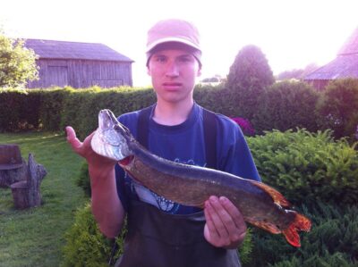 Lydeka, 1,1 kg — Tauragės