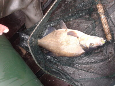 Karšis, 1,5 kg — Arinas