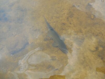 Lynas, 0,4 kg — Kalnijų