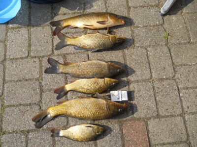Paprastasis karpis, 1,0 kg