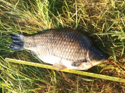 Sidabrinis karosas, 2,3 kg