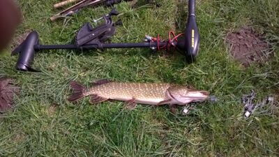 Lydeka, 3,3 kg
