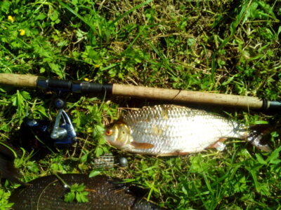 Paprastoji kuoja, 0,6 kg — Čičirys