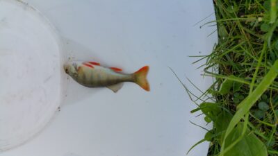 Ešerys, 0,1 kg — Graužės III-asis