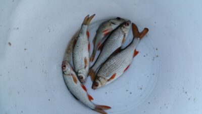 Paprastoji kuoja ×4 — Graužės I-asis