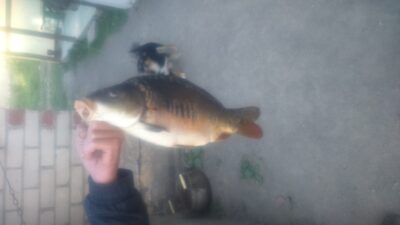 Paprastasis karpis, 1,7 kg — Klovainių IV-asis