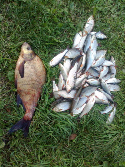 Karšis, 2,2 kg — Čičirys