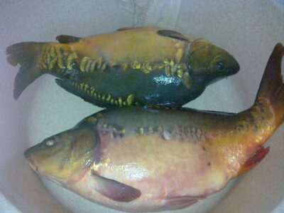 Paprastasis karpis, 5,0 kg