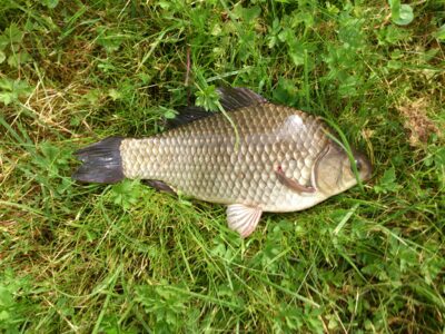 Auksinis karosas, 0,4 kg — Nemunas