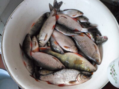 Paprastoji kuoja, 0,3 kg — Širvinta