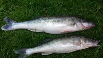 Starkis, 1,9 kg — Kuršių