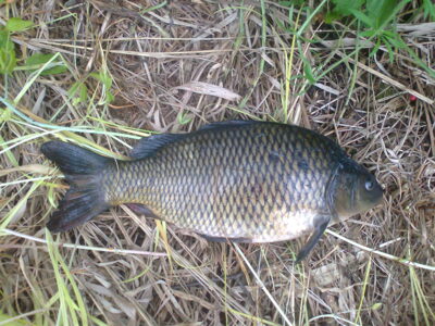 Paprastasis karpis, 1,1 kg — Ekrano gamyklos