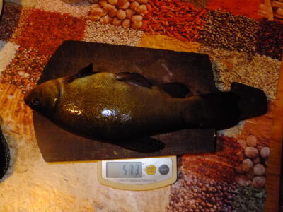 Lynas, 0,6 kg