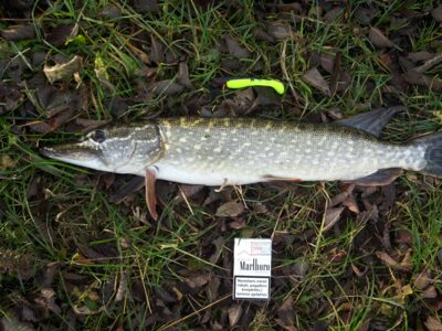 Lydeka, 2,2 kg — Klaipėdos