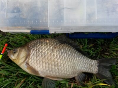 Sidabrinis karosas, 0,6 kg