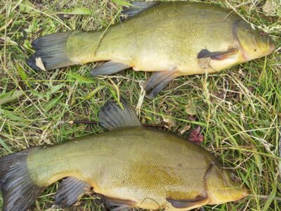 Lynas, 1,8 kg — Klaipėdos