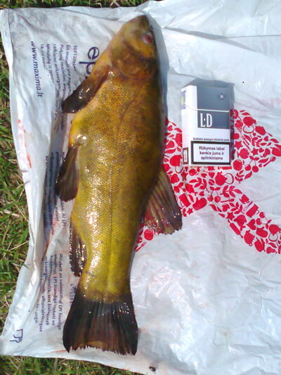 Lynas, 1,3 kg