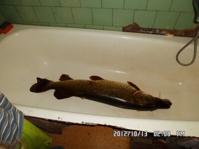 Lydeka, 13,0 kg — Nevėžis
