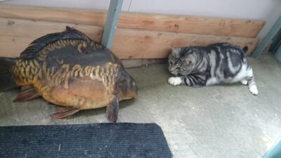 Paprastasis karpis, 4,5 kg — Sartai
