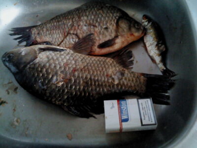 Auksinis karosas, 1,5 kg