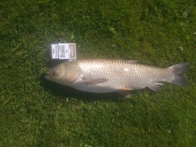 Baltasis amūras, 3,3 kg