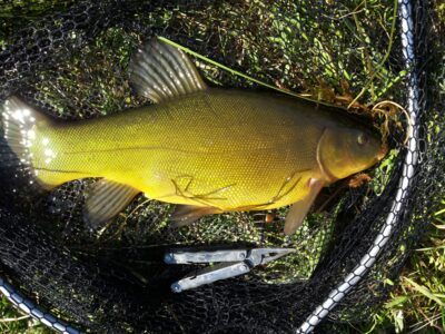Lynas, 1,9 kg