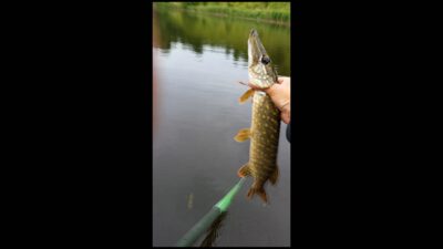 Lydeka, 0,6 kg — Šešupė