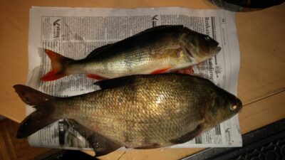Karšis, 1,1 kg — Tūbausių I-asis