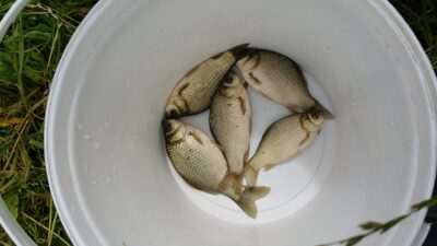 Sidabrinis karosas ×5