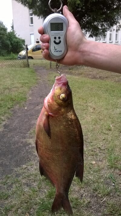 Karšis, 1,6 kg — Didžiulis