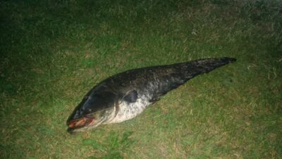 šamas, 3,0 kg — Išnarai