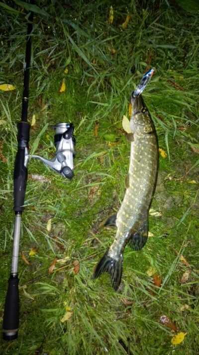 Lydeka, 1,3 kg