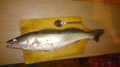Starkis, 1,1 kg — Kuršių