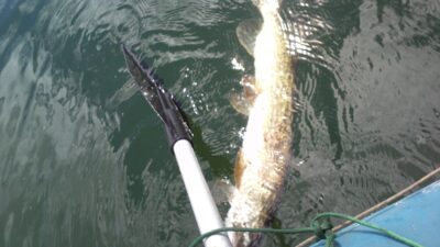 Lydeka, 4,0 kg — Aukštadvario HE