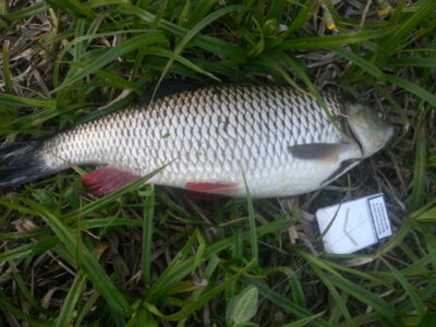 šapalas, 1,8 kg — Šventoji