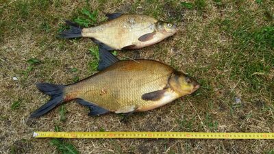 Karšis, 1,3 kg — Sidabravo