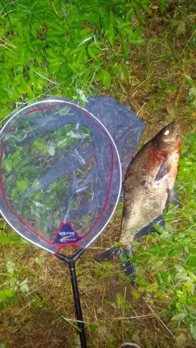 Karšis, 1,6 kg