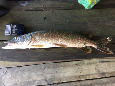 Lydeka, 1,8 kg — Asveja