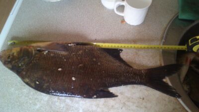 Karšis, 2,2 kg — Asveja