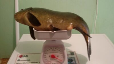Lynas, 1,7 kg