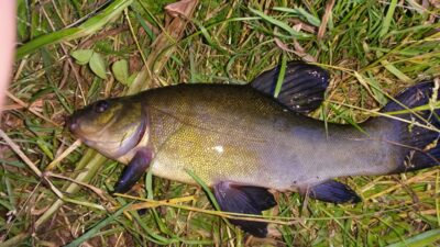 Lynas, 0,5 kg — Kernavės