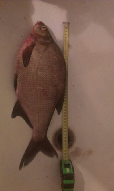 Karšis, 2,5 kg